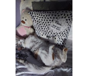 Stickdatei - Doodle Grummelige Katze Gucker Doodle Appli winkend